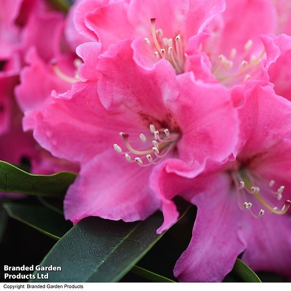 Rhododendron 'XXL Pink Tiger'