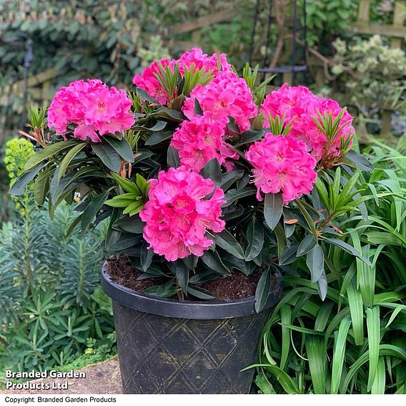 Rhododendron 'XXL Pink Tiger'