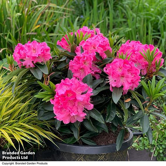 Rhododendron 'XXL Pink Tiger'