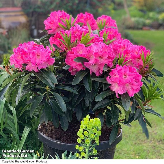 Rhododendron 'XXL Pink Tiger'