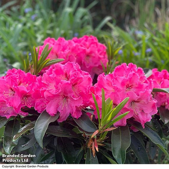 Rhododendron 'XXL Pink Tiger'