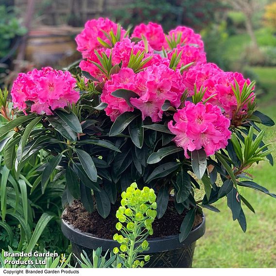 Rhododendron 'XXL Pink Tiger'