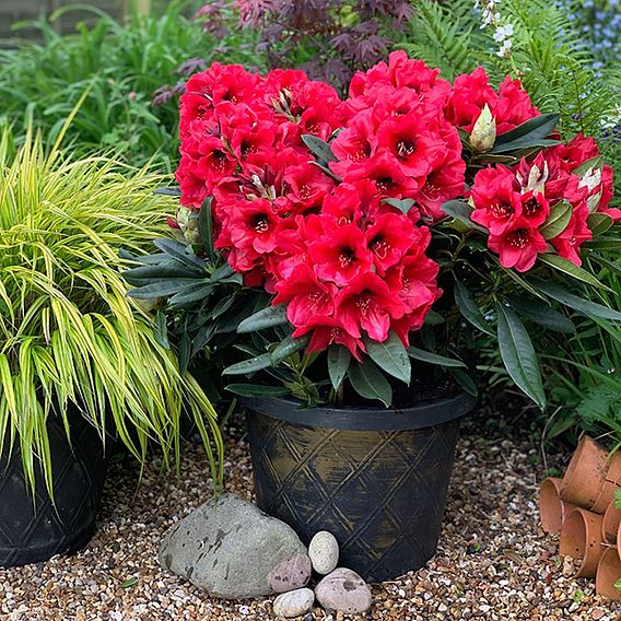 Rhododendron 'XXL Red Devil'