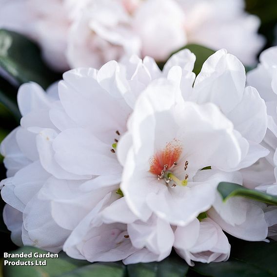 Rhododendron 'XXL White Flamingo'