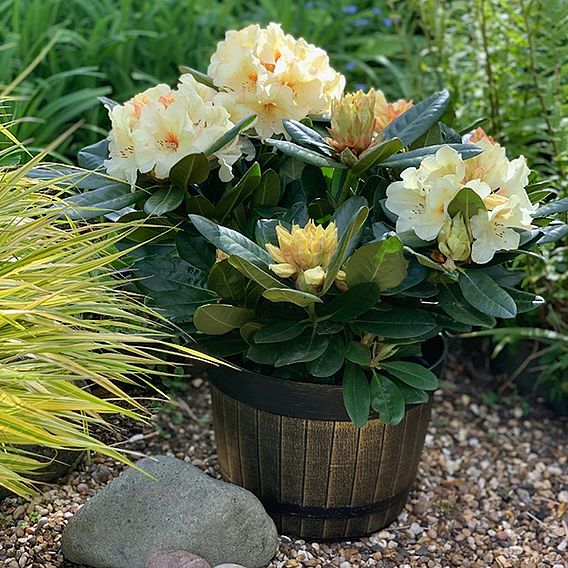 Rhododendron 'XXL Yellow'