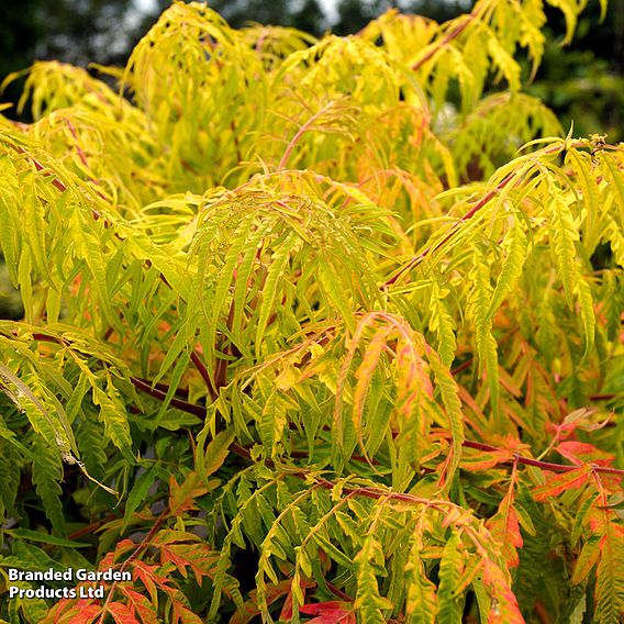 Rhus typhina 'Tiger Eyes'