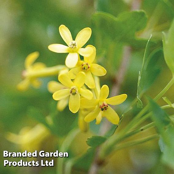 Ribes odoratum