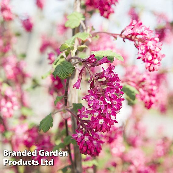 Ribes sanguineum 'Amour'