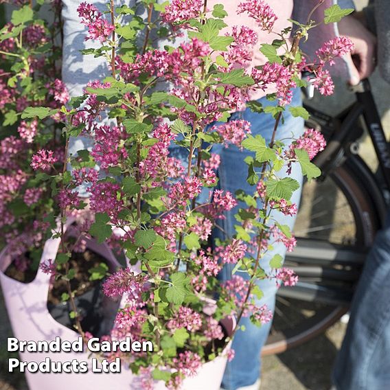 Ribes sanguineum 'Amour'