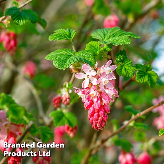 Ribes sanguineum (Hedging)