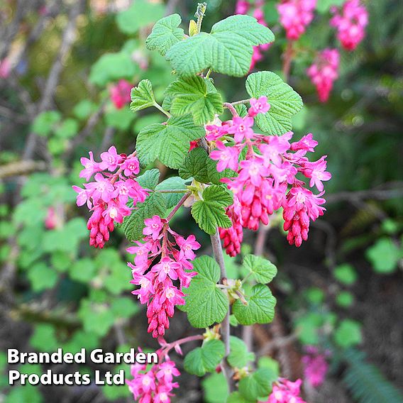 Ribes sanguineum (Hedging)