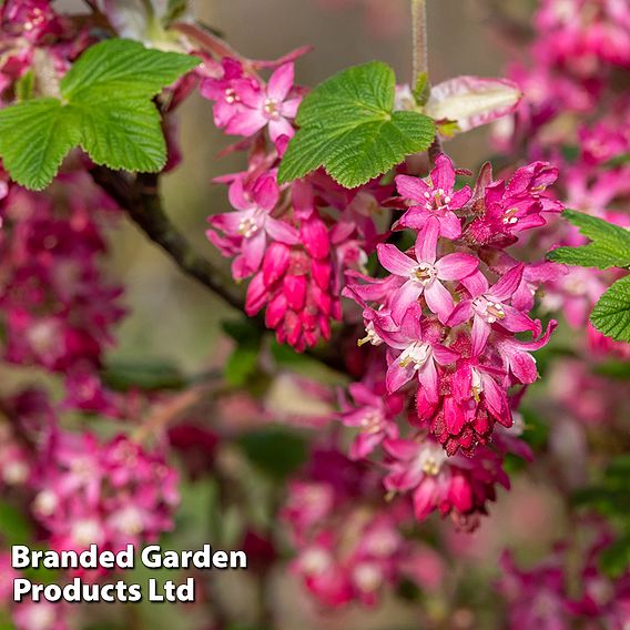 Ribes sanguineum (Hedging)