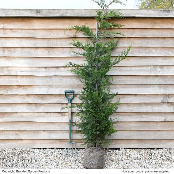 Leyland Cypress (Hedging)