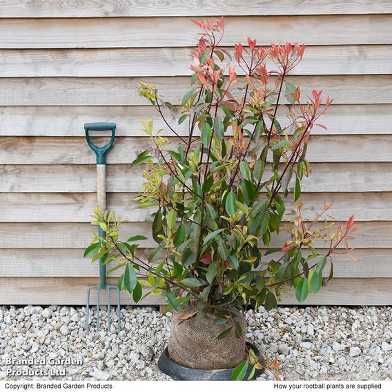 Photinia x fraseri 'Red Robin' (Hedging)