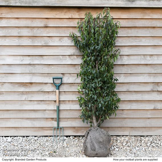 Prunus lusitanica 'Angustifolia' (Hedging)