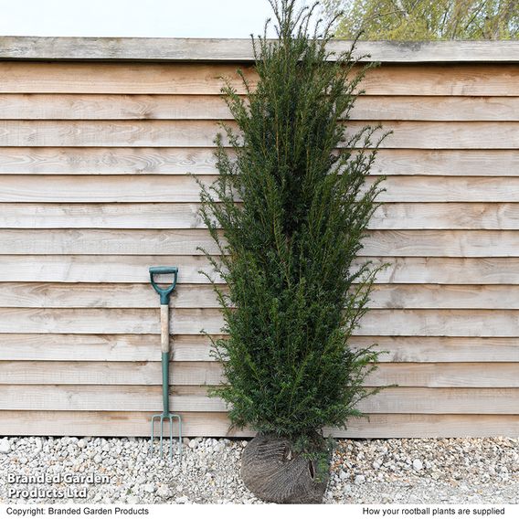 English Yew (Hedging)