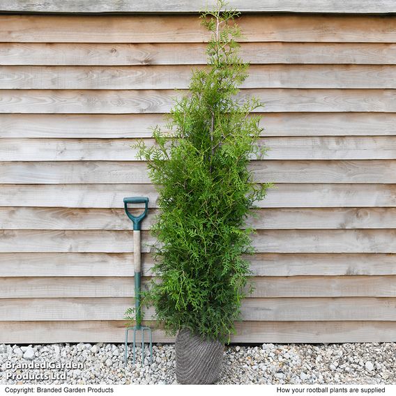 Thuja occidentalis 'Brabant' (Hedging)