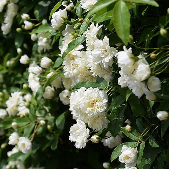 Rose banksiae var. banksiae (Climbing Rose)