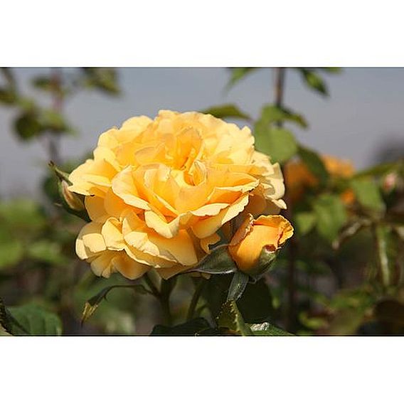 Rose 'Amber Queen'