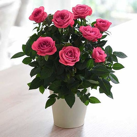 RosAroma™ Scented Rose 'Bright Pink' - Gift | Suttons