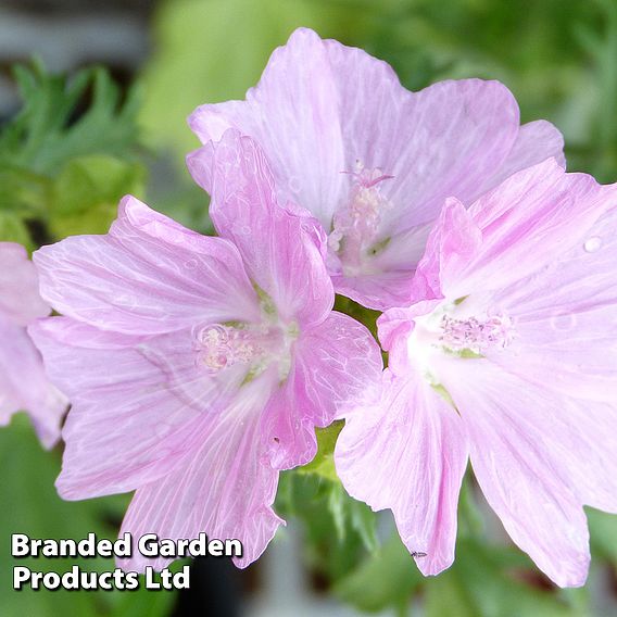 Malva moschata 'Rosea'