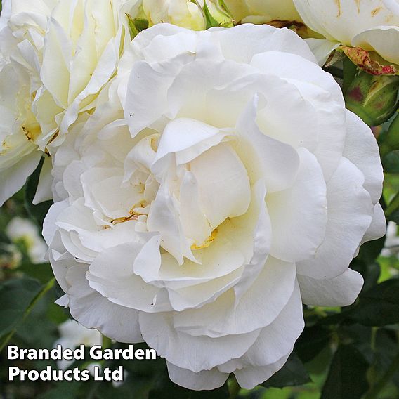 Rose 'Albéric Barbier' (Rambling Rose)