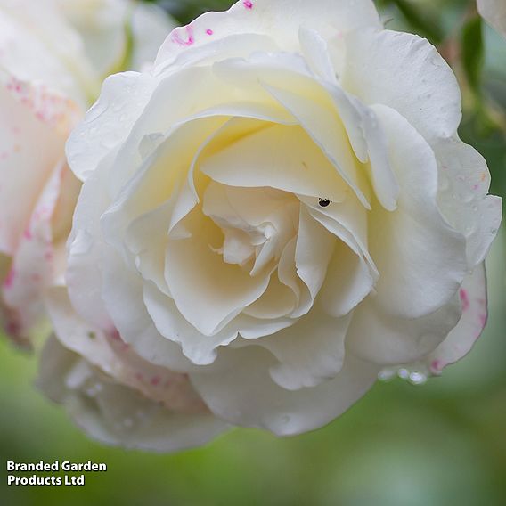 Rosa 'Madame Alfred Carriere' (Climbing Rose)