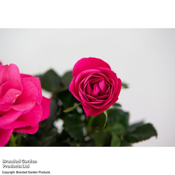 Rose 'Deep Pink' (RosAroma™) - Gift