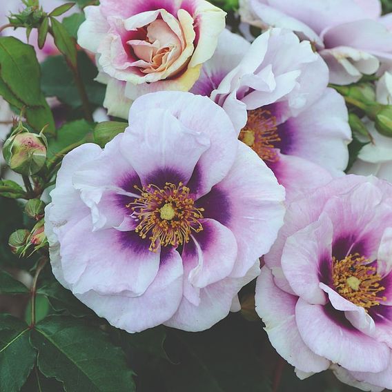 Rose 'Blue Eyes' (Floribunda Rose)