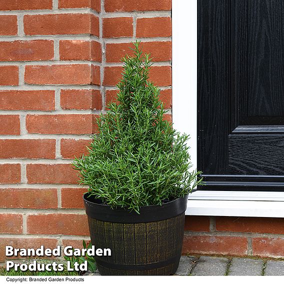 Rosemary officinalis 'Pyramid'