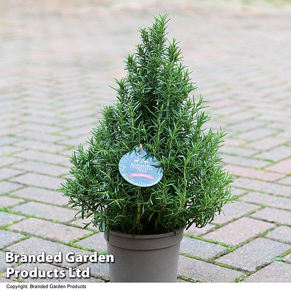 Rosemary officinalis 'Pyramid'