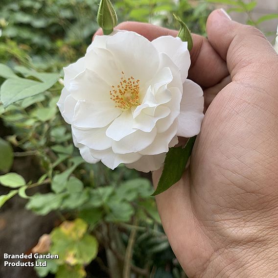 Rose 'Climbing Iceberg' (Climbing)