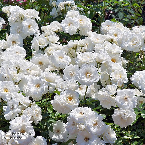 Rose 'Climbing Iceberg' (Climbing)