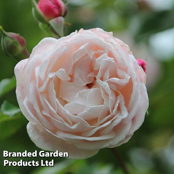 Rose 'Compassion' (Climbing)