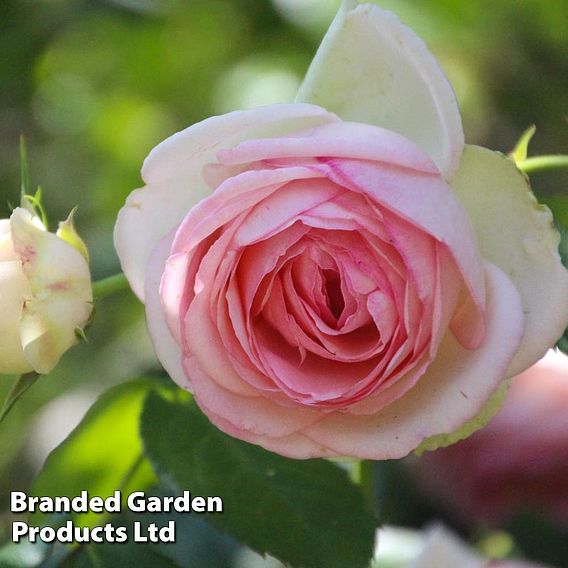 Rose 'Eden Rose 88'