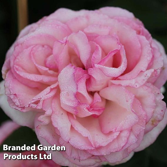 Rose 'Eden Rose 88'