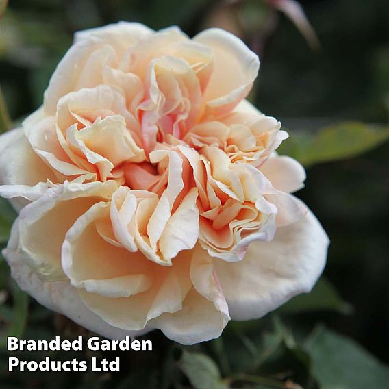 Rose 'Gloire de Dijon'