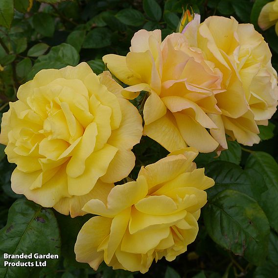 Rose 'Golden Showers'