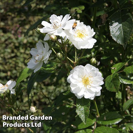 Rose 'Guirlande d'Amour'