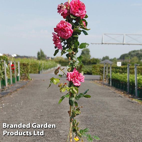 Rose 'Laguna' (Climbing Hybrid Tea)