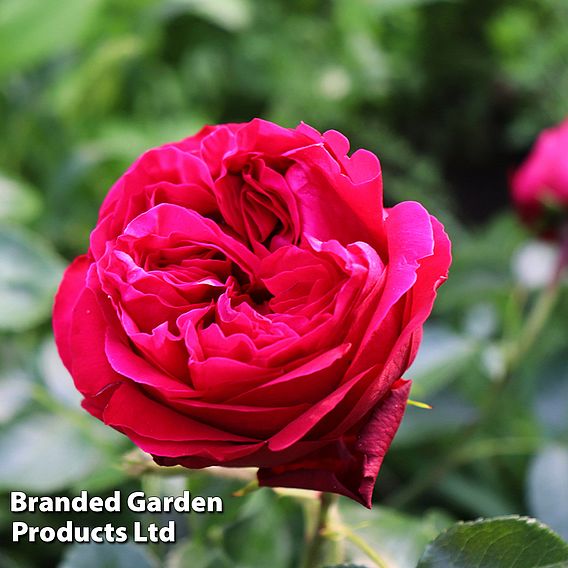 Rose 'Red Eden Rose'