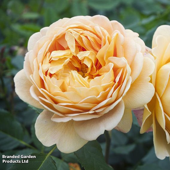 Rose 'Five Scented Doubles Collection'