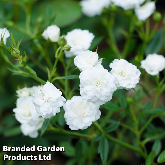 Rose 'White Fairy' (Polyantha)