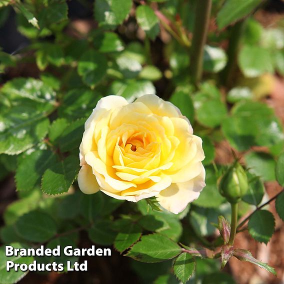 Rose 'Yellow Fairy' (Shrub Rose)