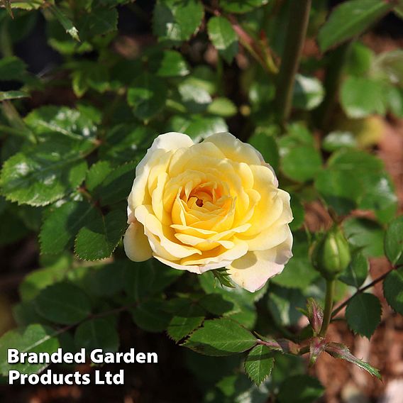 Rose 'Yellow Fairy' (Shrub Rose)