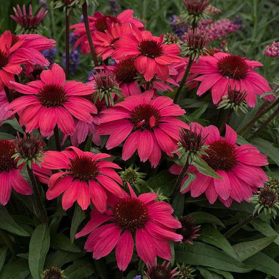 Echinacea SunMagic 'Vintage Ruby'