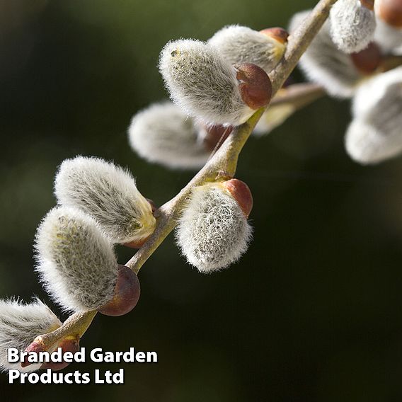 Pussy Willow (Hedging)