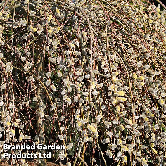 Pussy Willow (Hedging)