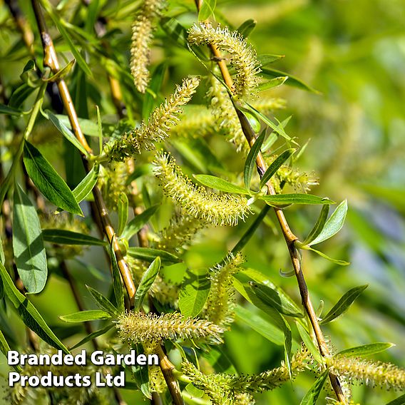 Golden Weeping Willow (Hedging)