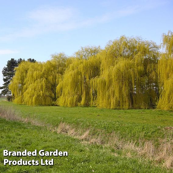 Golden Weeping Willow (Hedging)